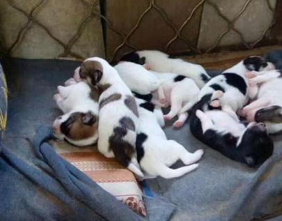 “我手都冻僵了, 也要弄下去”零下30°, 环卫工人为流浪狗搭建帐篷