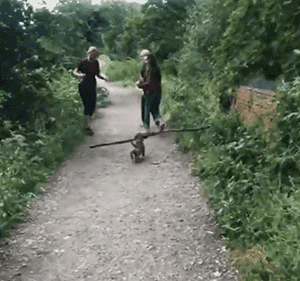 这只狗叼木棍成瘾，捡回家的木头都能盖房子了！