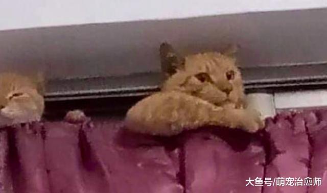 主人准备带猫去医院，结果它们跑到窗帘上躲起来，满满的求生欲啊