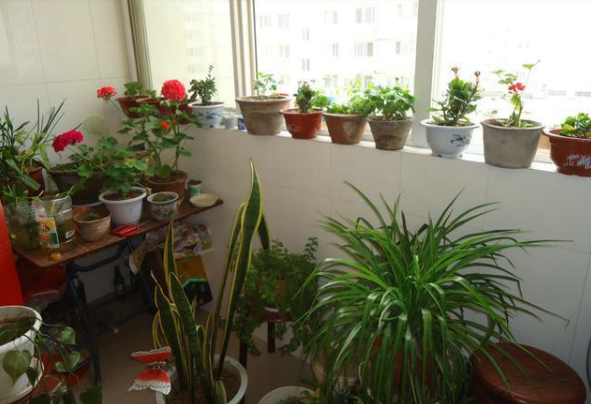 明天开始，决定把阳台花盆全撤掉，改成这样放置，高级美观不占地