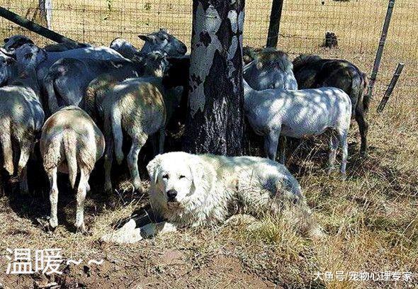 森林失火，夫妻不得不放棄近90頭羊，而牧羊犬的舉動卻令人欽佩