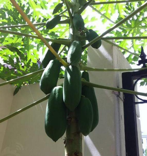 孙燕姿首次曝出自己的家，院子种了一棵木瓜树，品位有点太独特了