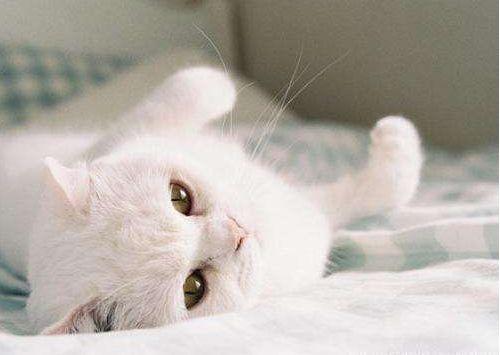 “养猫的人家里都很臭”, 各位铲屎官, 你们是如何看待这个问题的