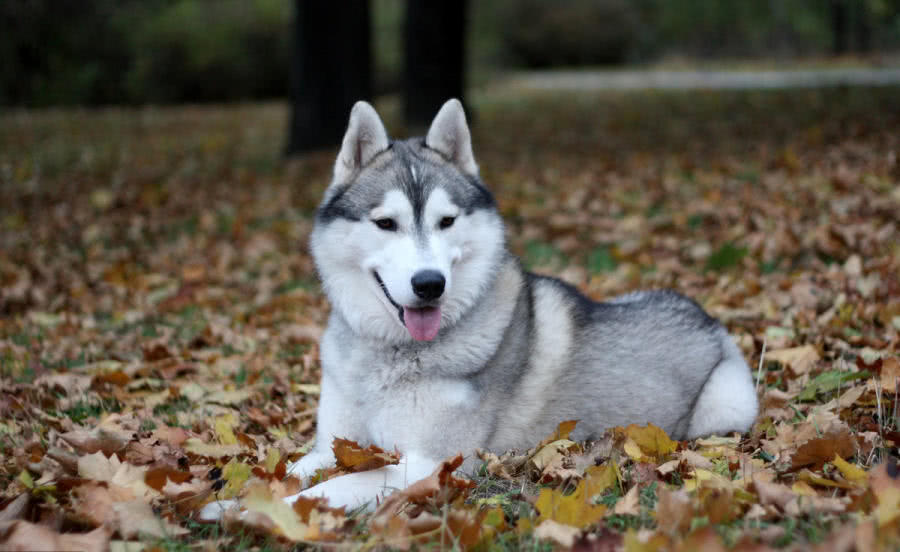 其他狗狗都很萌，唯独二哈看起来傻乎乎，医生：它缺个器官