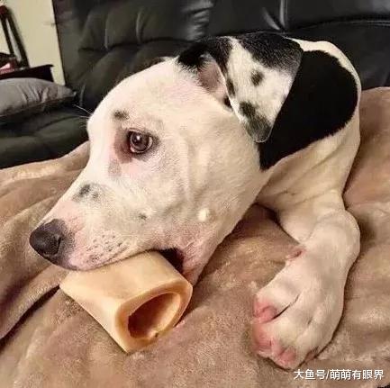 惊为天狗！这只狗狗的耳朵上，居然长出了另一个“自己”……