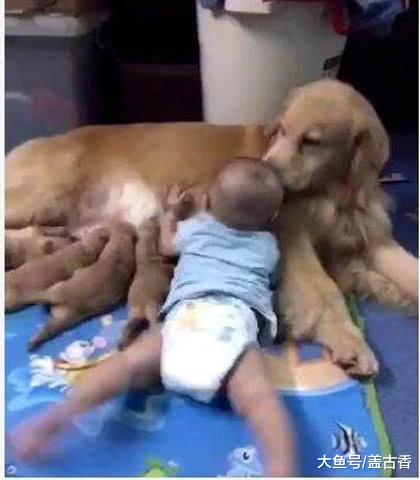 金毛正在喂奶，主人家的小宝宝突然爬过去，它的举动让人很是意外