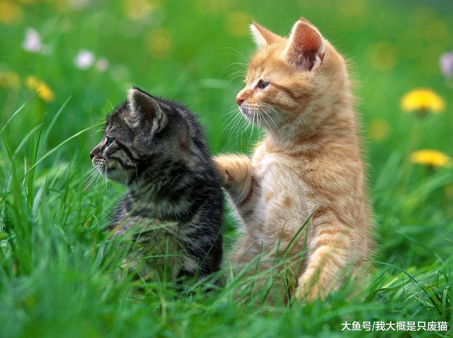 导致猫长时间睡眠的5大原因