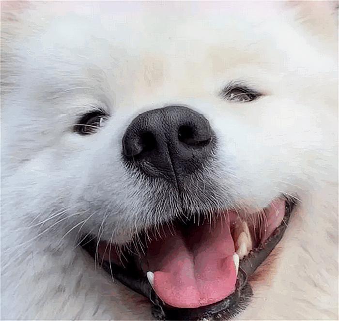 “微笑天使”也有变脸的时候，萨摩耶没讨到冰棍，结果失望了