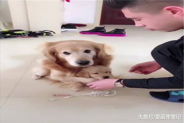小金毛犯错后, 主人准备惩罚时却被狗妈护在怀里: 一看就是亲生的
