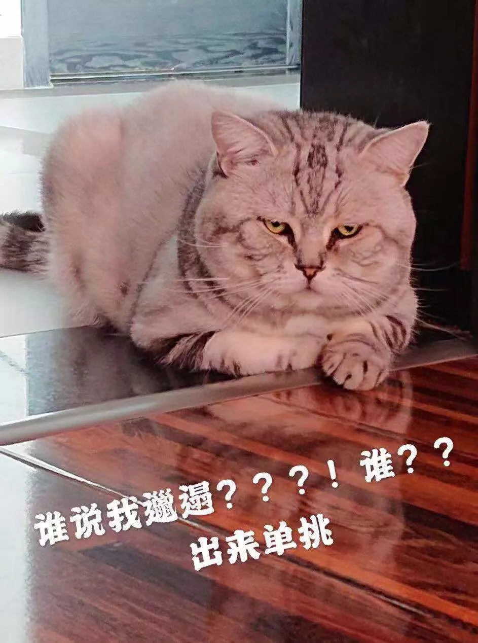 大头猫咪天生爱吃醋，一早起身就霸占主人的大腿不让另外两只猫咪靠近