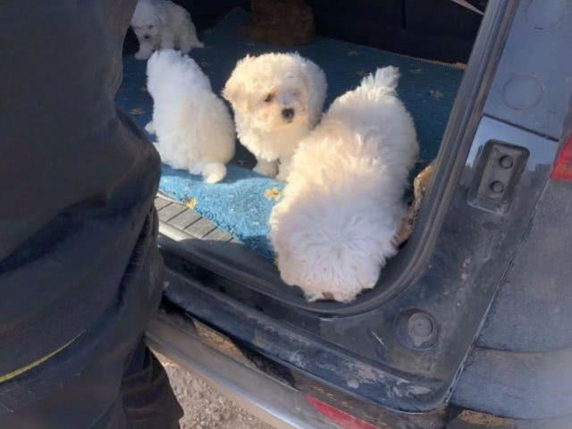 与商贩讨价还价购买白色的泰迪犬, 最后磨破嘴皮子以1100元成交