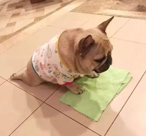 狗狗婚前婚后的变化，扎心了......