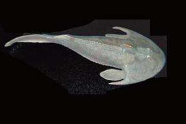 地球上7大史前动物，恐龙居榜首，猛犸象第五，你都认识吗？