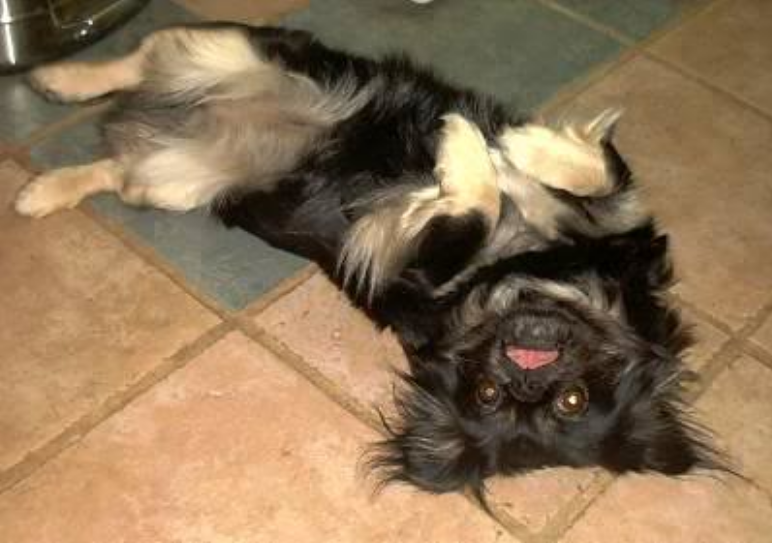 一只健康的狗狗却要被安乐死，它没犯错，错的只是宠主的临终遗愿