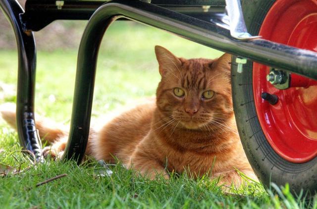 不爱喝水的猫咪容易患这种病，发病早期却常喝水，还难以完全治愈