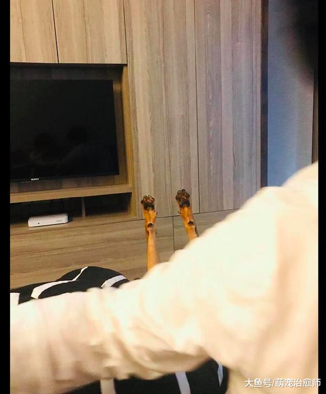 狗狗躺在床上睡觉，两只后腿朝上伸直着，这是在扮演僵尸吗？