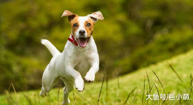 狗狗太活跃，可能是患有多动症，以下犬多动症状你家狗狗有吗
