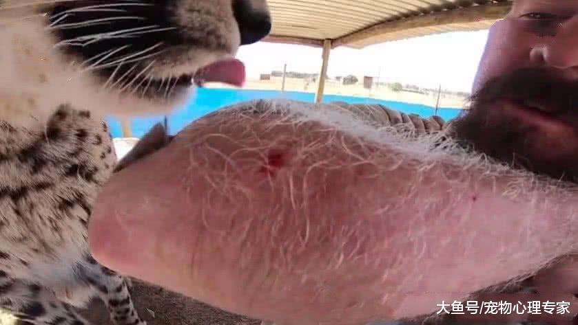 想看看猎豹的舌头有多厉害，男子主动献上胳膊，随后脸都绿了