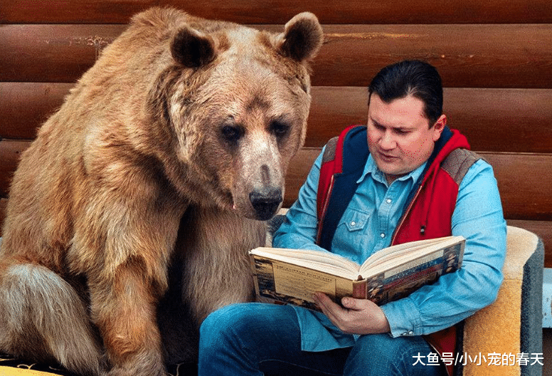 战斗民族终于不让养熊了，网友：大熊终于有尊严了！