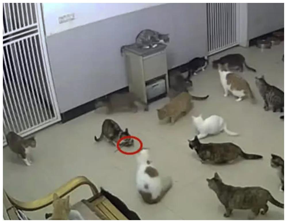 这是我见过最悲催的老鼠, 白天出门, 正面遭遇一群老猫