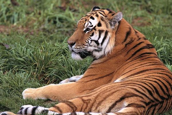 全球10大被禁养的猫科动物，第七号称行走的表情包，你知道几个？