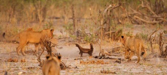 平头哥蜜獾挑战四只狮子, 结局却让人哭笑不得