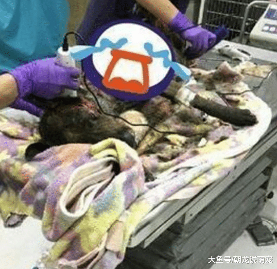 狗狗遭人虐待导致烫伤，跑了4家医院都是安乐死，但是他却不放弃！