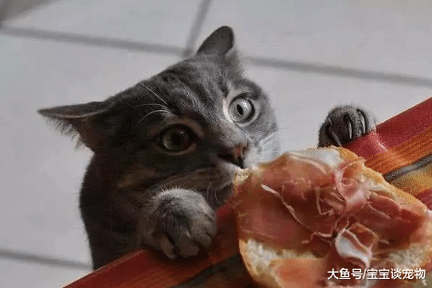 当猫盯着人吃东西时，它在想什么？