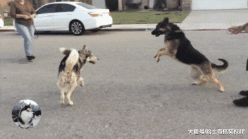 二哈把马路当地盘，德牧路过被拦下，结果发现对方是硬角色