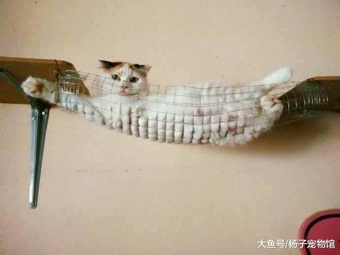 猫咪趁主人不注意，躺在了网兜上，主人：鱿鱼猫？