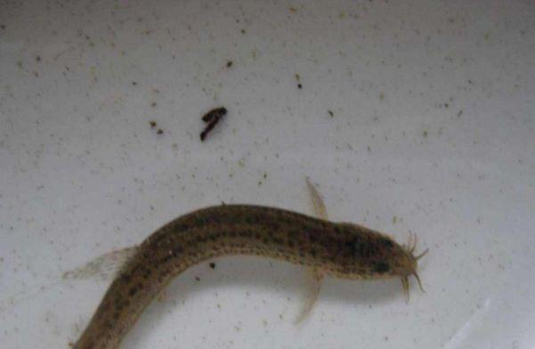 中国名菜泥鳅钻豆腐，泥鳅真的会钻到豆腐里吗打开锅盖太吃惊