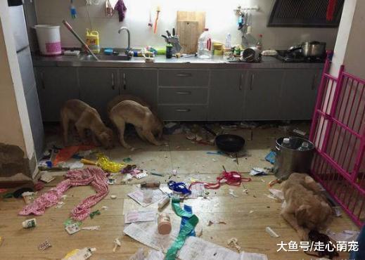 家里养了7只金毛嫌房子小, 房子卖了老婆跑了, 还好有狗