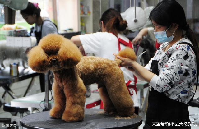 為什么狗狗害怕去“寵物店”？原因有5個！
