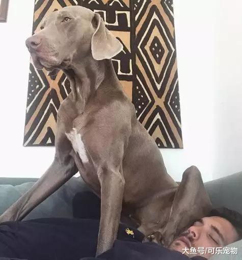 宠物狗睡觉不老实，老是在床上瞎折腾，结果把主人压得喘不过气来