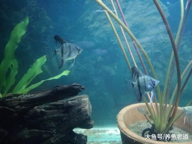 饲养观赏鱼的老手们，在养鱼过程中最在乎的问题是什么？