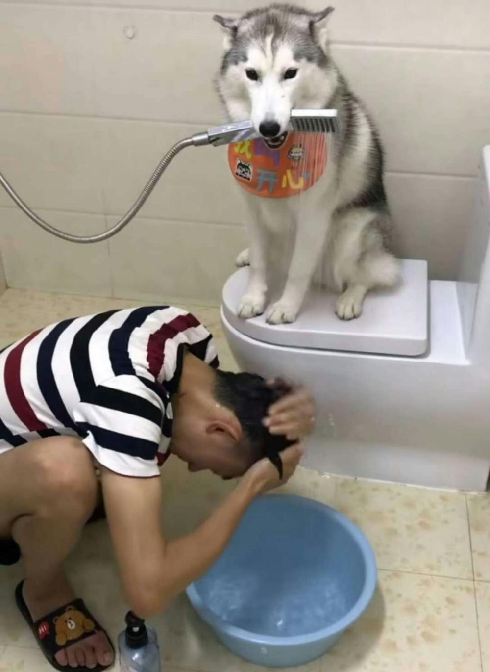 二哈主人想洗头, 竟想出如此妙招, 为了狗粮二哈的做法亮了