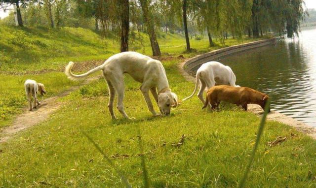 辟谣，不少大型犬其实比小型犬更温顺，却因体型常年遭误解