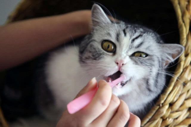 养猫我们日常必需品（用品）有哪些呢？