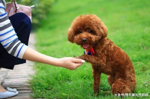 泰迪褪色可以恢复吗？