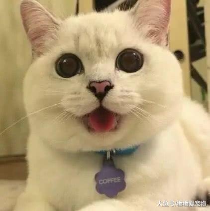 外国男子晒出自家大白猫, 网友仔细一看笑喷: 这是猫啊, 还是狗?