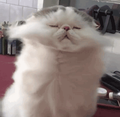 为啥猫咪每天掉毛依然毛茸茸？别酸啦，其实猫也是会秃的！