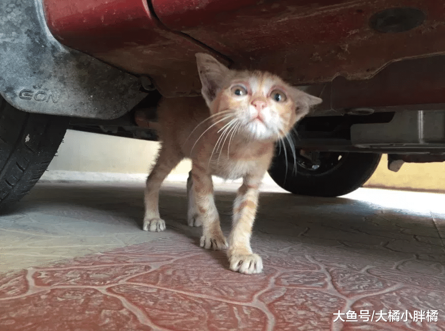 瘦弱小猫孤独地躲在车底，小伙于心不忍带回家，6个月后吃成胖橘