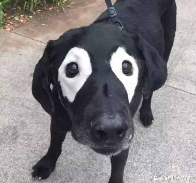 养狗过来人：买拉布拉多时，不要说这4句话，不然容易吃大亏！