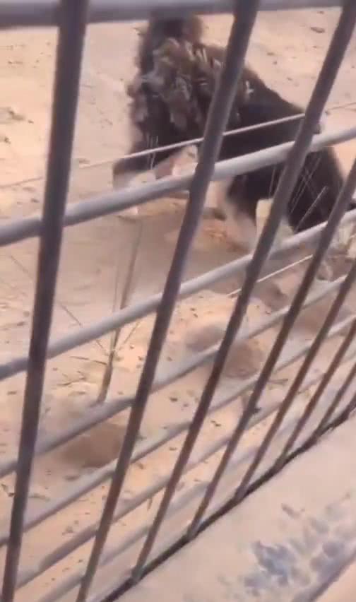 動物園里觀賞狼，網友看著不對勁，哈士奇：狼兄休息，我是代班的