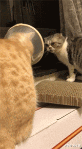 本来很恩爱的两只猫 直到公橘猫做了绝育手术后 母猫开始各种嫌弃