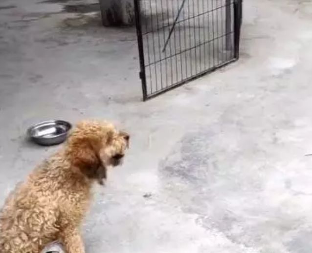 十几只狗狗残疾瘫痪，后腿被布包住，救助站的日子捉襟见肘