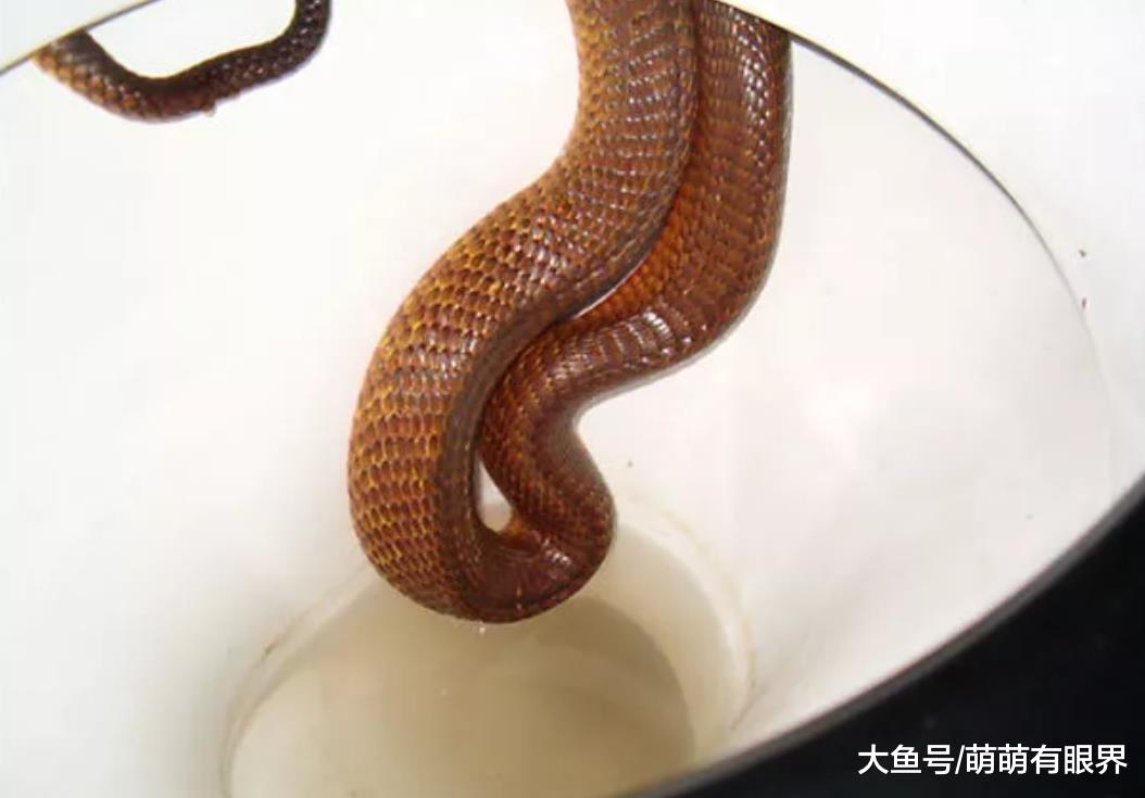 澳洲人的生活跟蛇一刻也离不开……