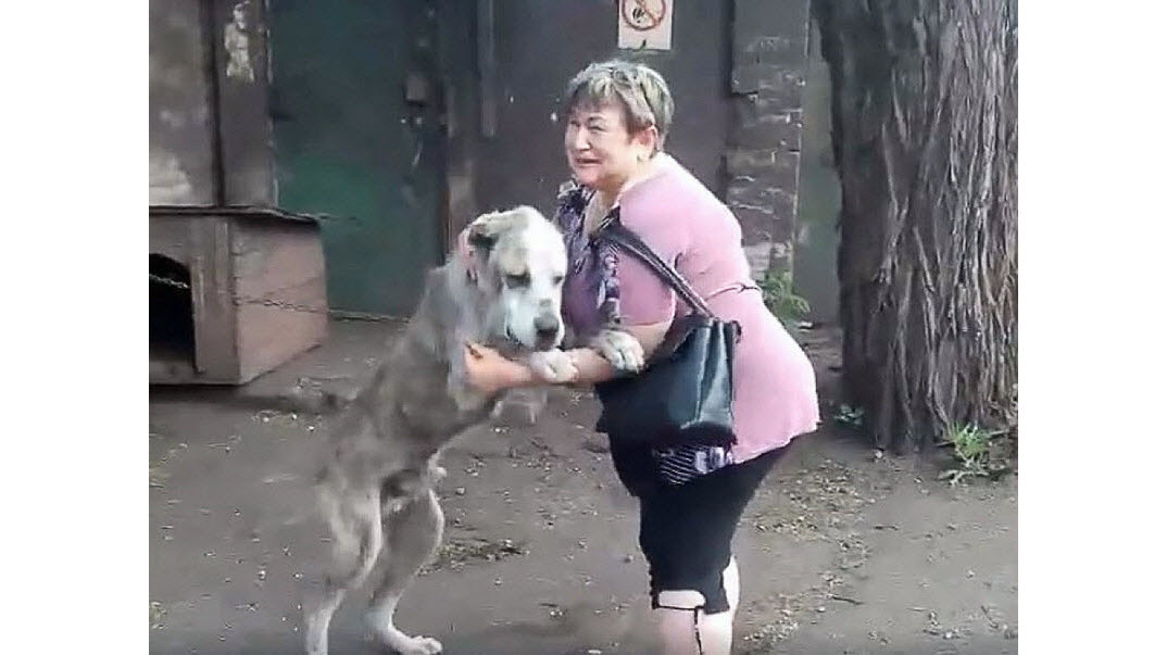 泪奔！因战争而流离失所2年的老流浪狗，终于回家了