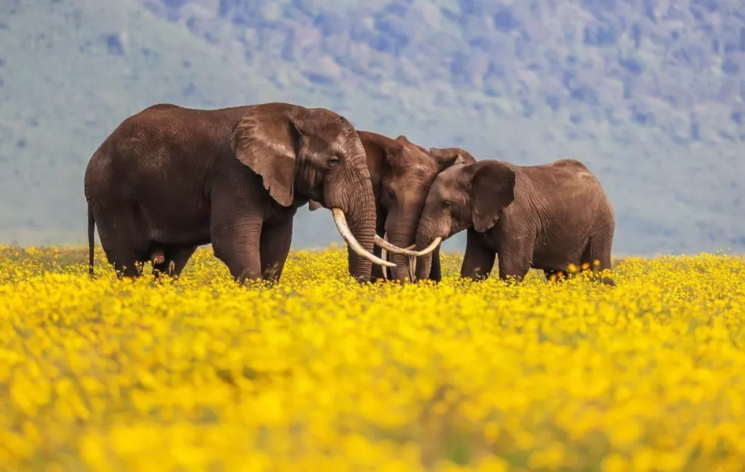 遭遇肯尼亚（一）跟着肖戈拍大象
