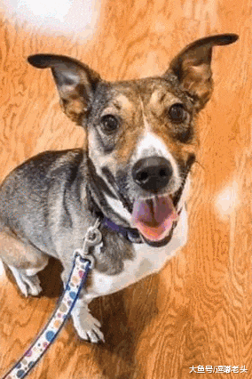 5年前狗狗因主人离异而分开，5年后又与主人续前缘